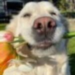 Chiara Maria Friselli