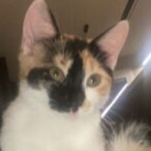 Foto profilo di veronica fontanili