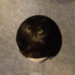 Foto profilo di laprocin