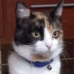 Foto profilo di Alessandra Floris